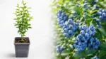 Caja-de-3-Plantulas-de-Arandano-Azul-Variedad-Nacional-producto