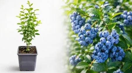 Caja de 3 Plántulas de Arándano Azul Variedad Nacional