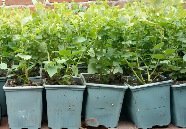 Plantulas-de-Arandano-Azul-Variedad-Nacional-descripcion1