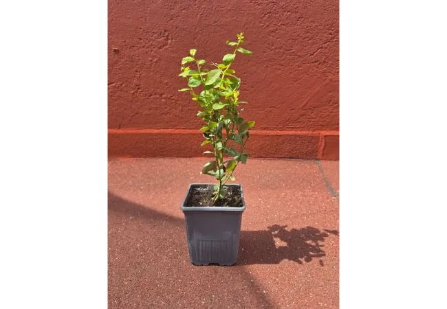 Plantulas-de-Arandano-Azul-Variedad-Nacional-descripcion2