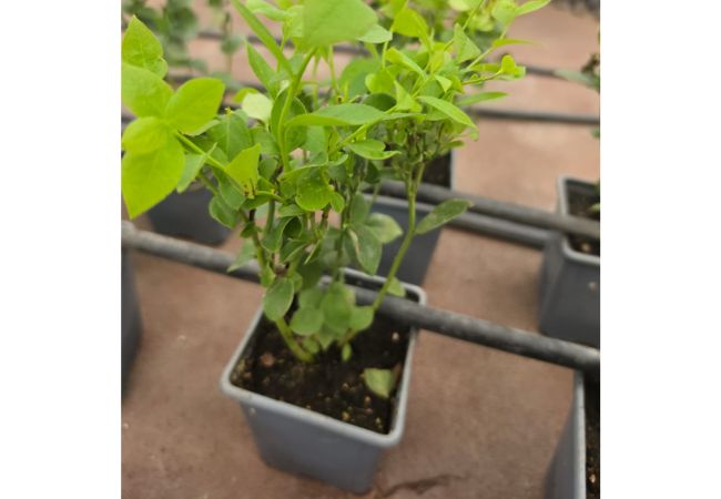 Plantulas-de-Arandano-Azul-Variedad-Nacional-descripcion3