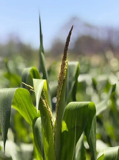 Espiga masculina emergiendo en la parte superior de la planta de maíz; al desarrollarse, producirá el polen necesario para fecundar las flores de la mazorca.