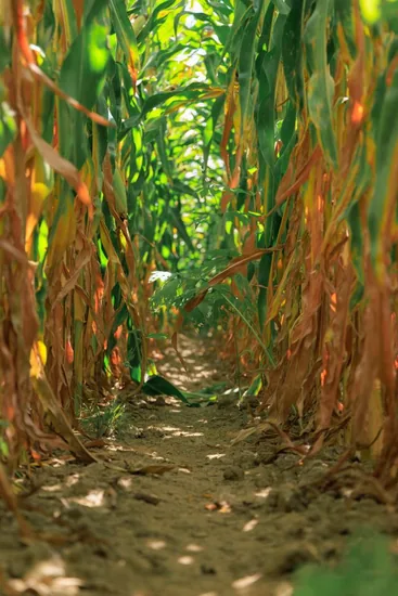 campo productivo de maíz