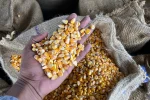 guia como seleccionar la mejor semilla de maíz para siembra