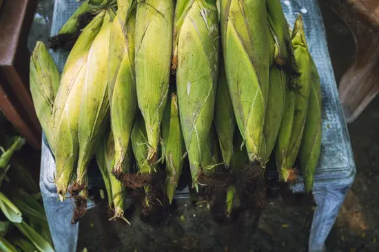 cosecha del elote tierno