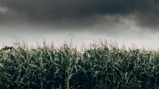 Qué tipo de maíz conviene sembrar según el clima y la duración del temporal