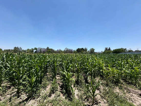 cultivo de maiz crecimiento vegetativo