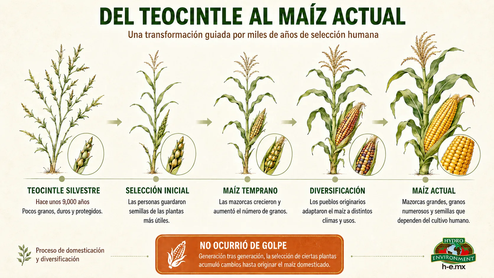 infografía evolución del teocintle al maíz actual