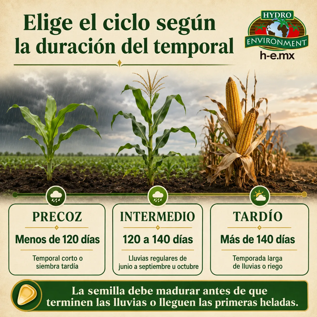 como elegir semilla de maíz segun su ciclo