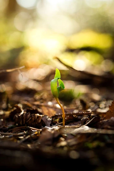 germinación de la semilla de maíz