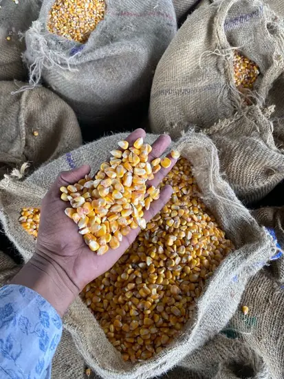 como seleccionar la mejor semilla de maíz para siembra