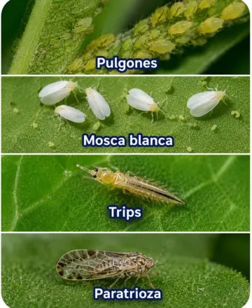 Malla anti áfidos contra plagas