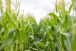 la planta de maiz partes crecimiento y formacion de la mazorca
