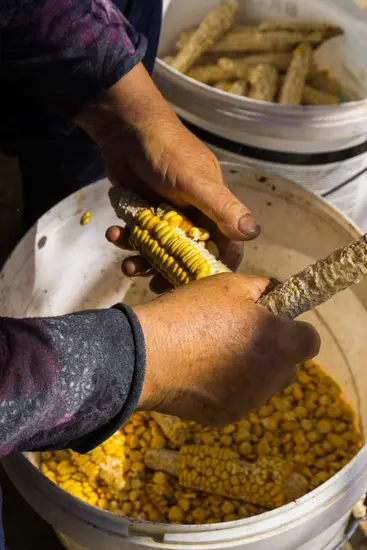 mazurez del grano de maíz