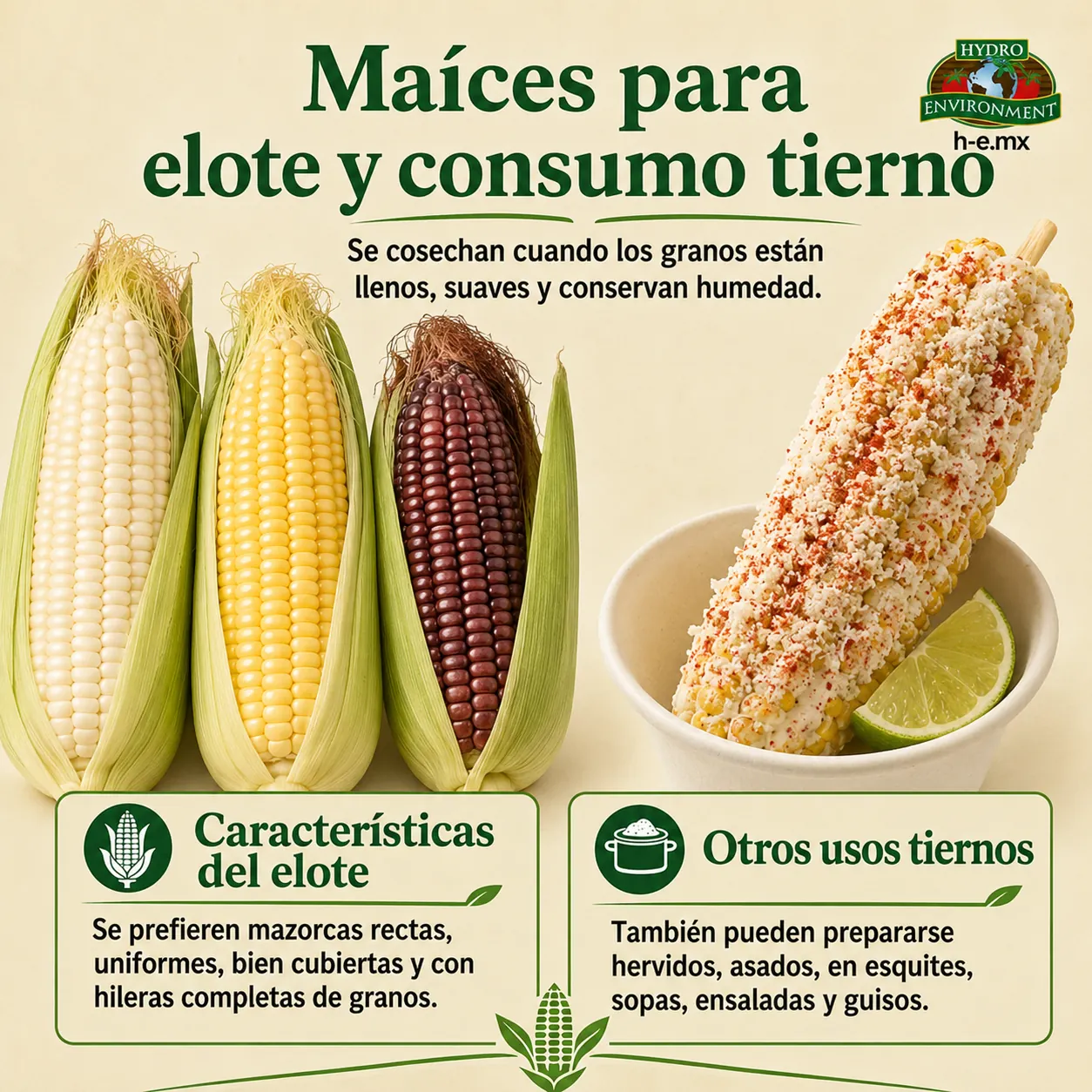 tipos de maíz para maíces para elote y consumo tierno