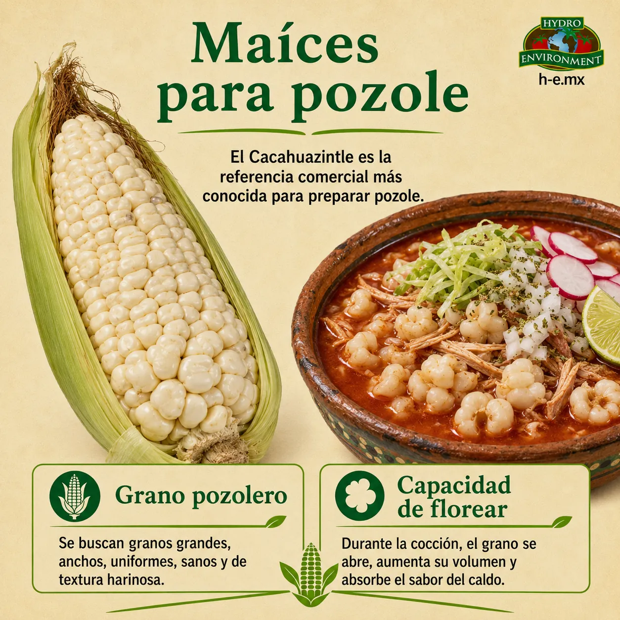 siembra de maíz para maíces para pozole
