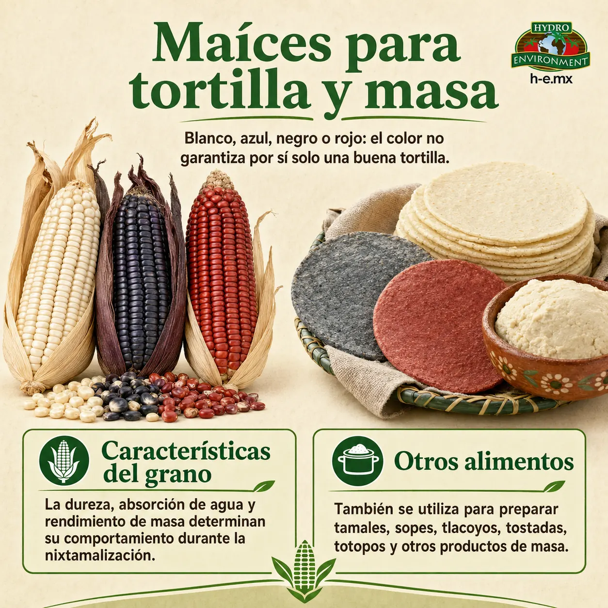 maices para tortilla y masa