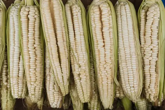 tipos y variedades de maiz criollo o de polinizacion abierta