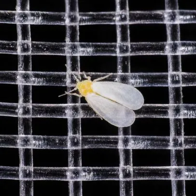Malla antiáfidos, protección contra mosquita blanca