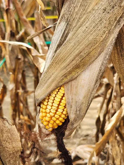maiz listo para la cosecha de grano